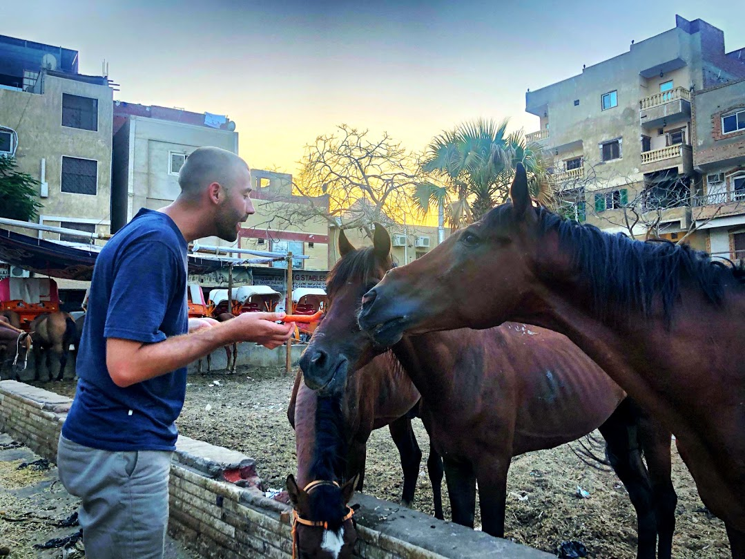 Feeding the horses in Egypt