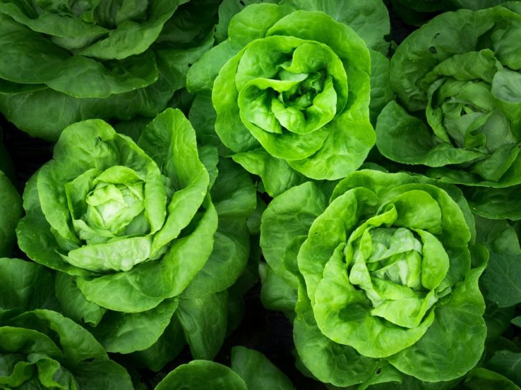 green vegan lettuce